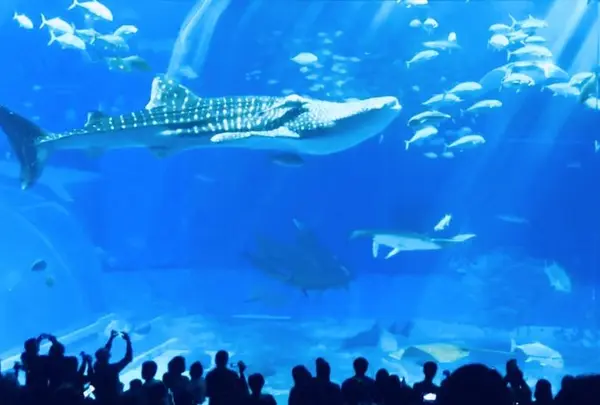 沖縄美ら海水族館