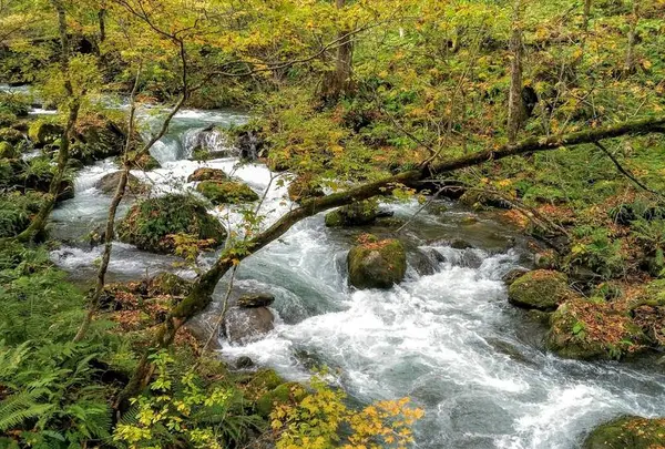 奥入瀬 石ケ戸休憩所