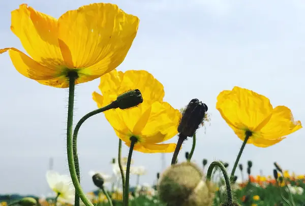 観光農園 花ひろば
