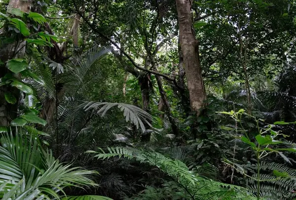 米原のヤエヤマヤシ群落