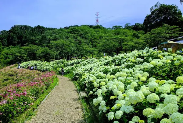 Wonderful Nature Village