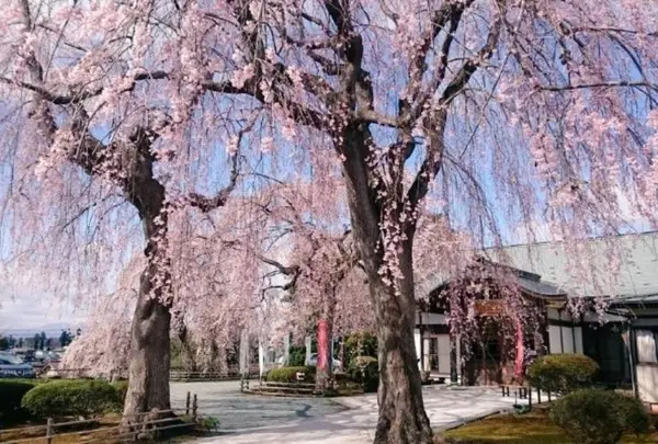 宮沢賢治墓所【日蓮宗 身照寺】