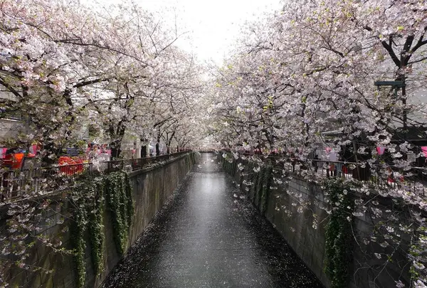 目黒川