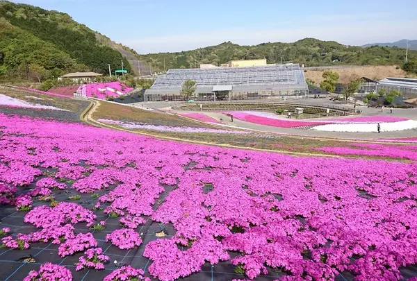 芝桜公園