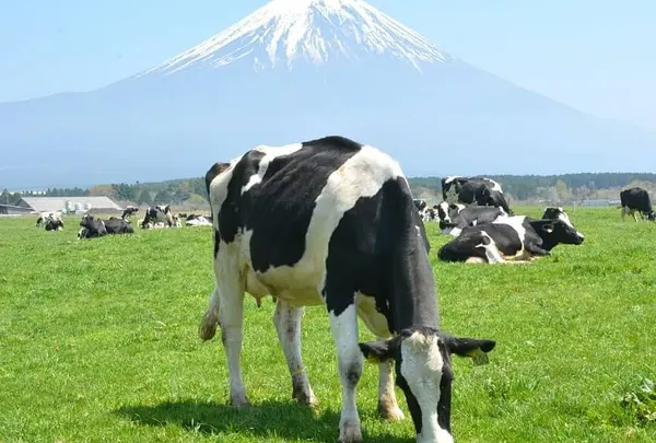 朝霧高原