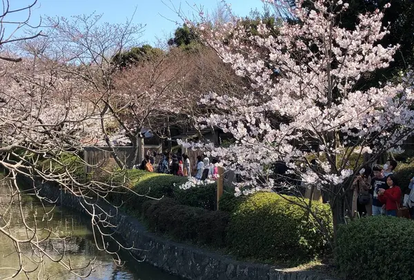 鶴岡八幡宮