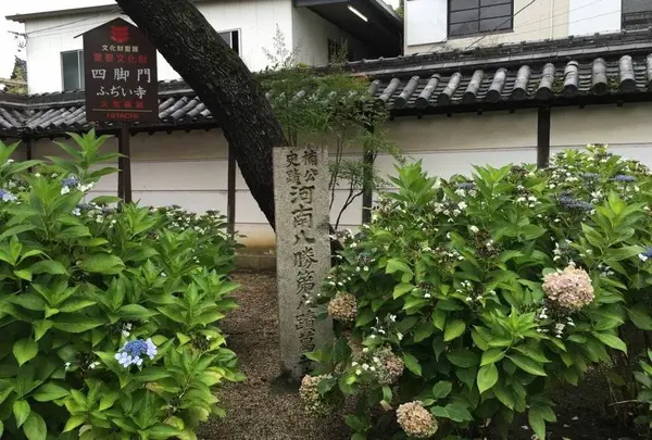 藤井寺の写真・動画_image_563781
