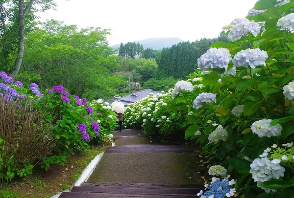 山之口あじさい公園