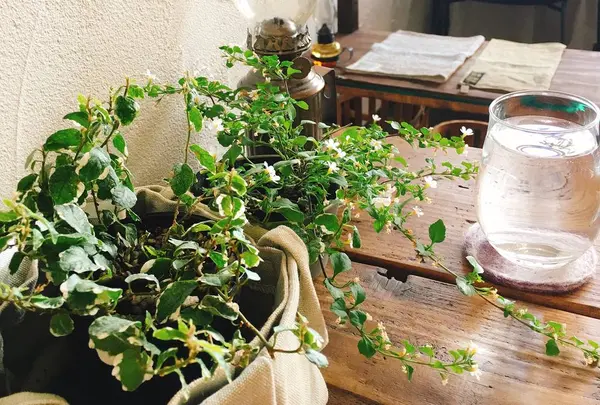 円山CAFE サカノウエ