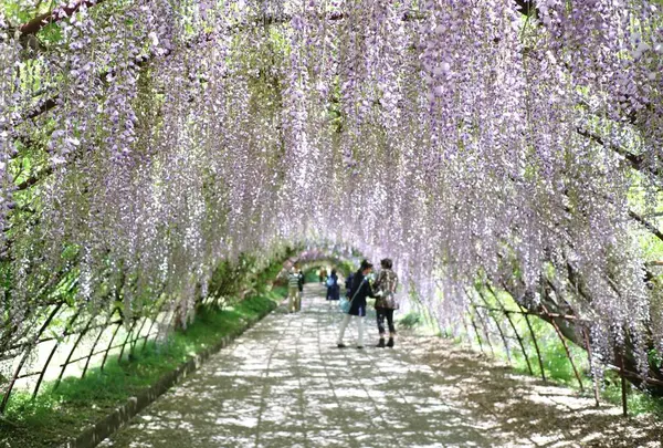 河内藤園の写真・動画_image_568301