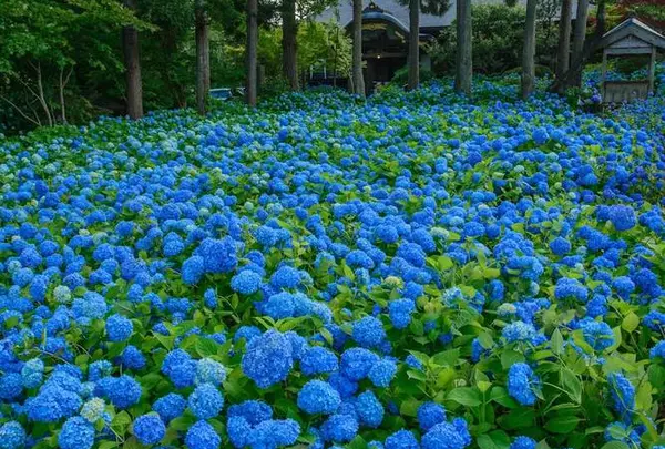 雲昌寺