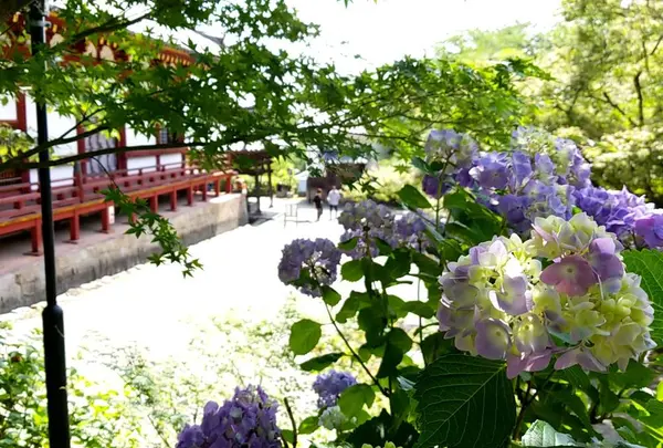 矢田寺