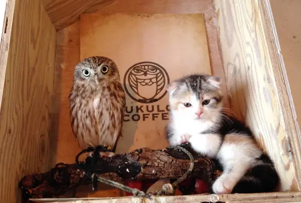 フクロウコーヒー