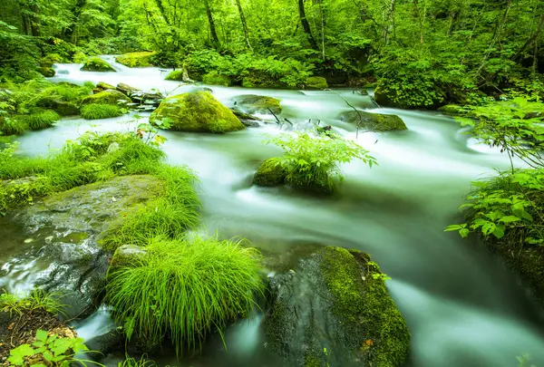 奥入瀬渓流　　の写真・動画_image_583269