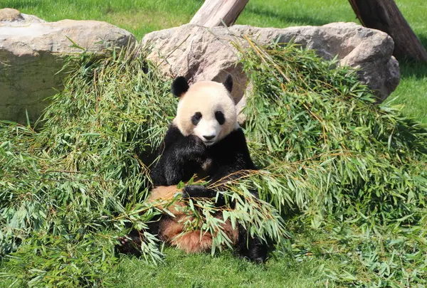 アドベンチャーワールドの写真・動画_image_583284