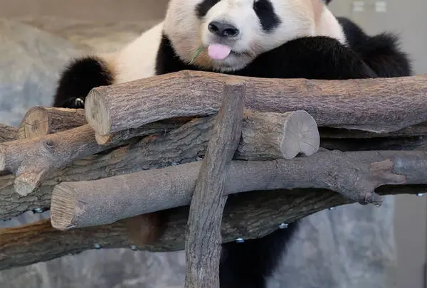 アドベンチャーワールドの写真・動画_image_583285