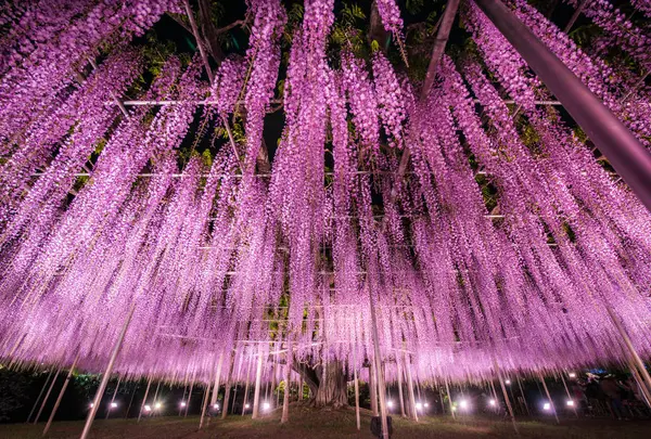 あしかがフラワーパークの写真・動画_image_583286