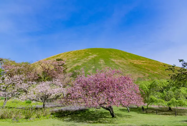 大室山の写真・動画_image_583288