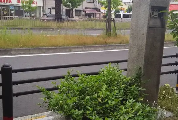 フェニックス通りの写真・動画_image_584769