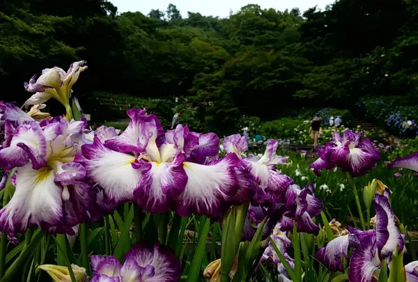 卯辰山花菖蒲園