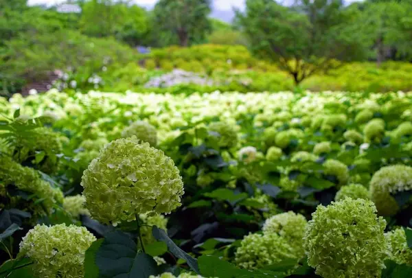 相模原北公園