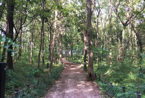 野火止緑地総合公園 野鳥の森