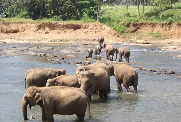 Pinnawala Elephant Orphanage