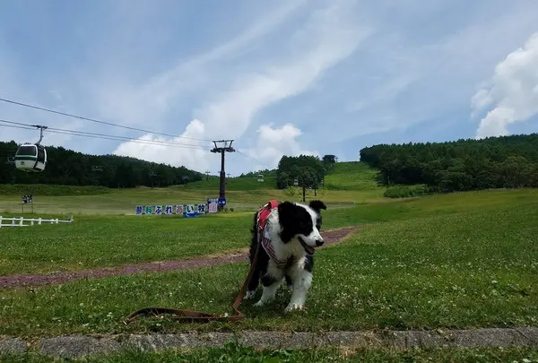 蓼科牧場ゴンドラリフト