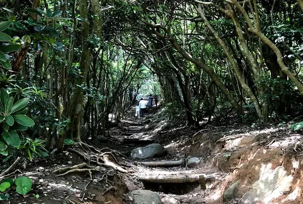 糸島のトトロの森