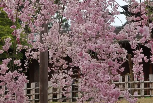 岡山後楽園