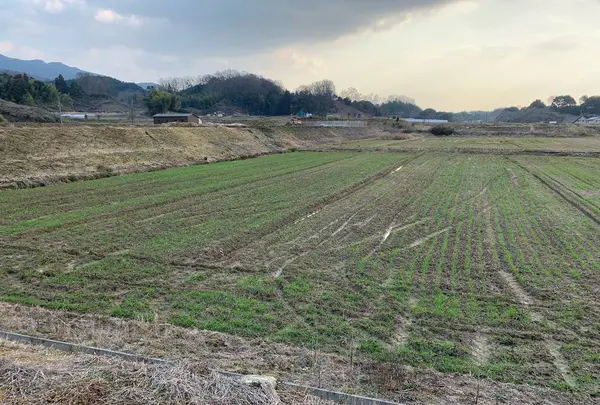 継体天皇磐余玉穂宮跡