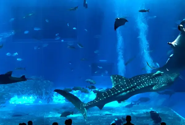 美ら海水族館
