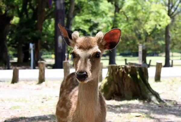 奈良公園