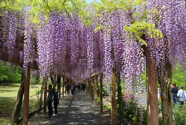 大三島藤公園