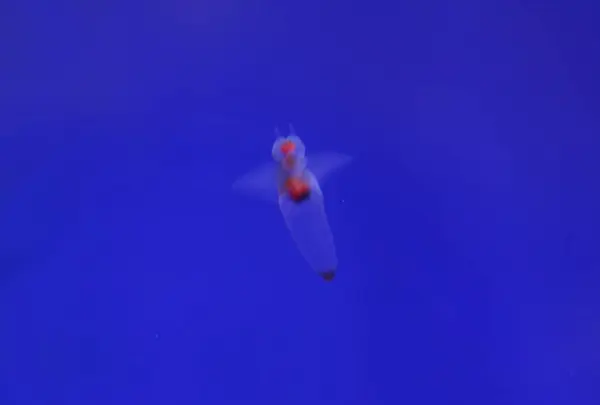 オホーツク流氷館