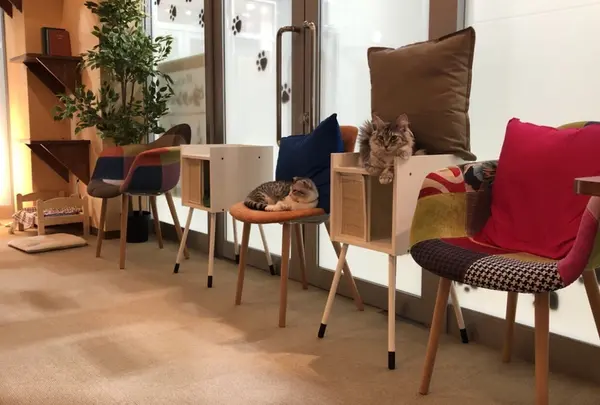 猫カフェ コックンの別荘 海老名ビナウォーク店