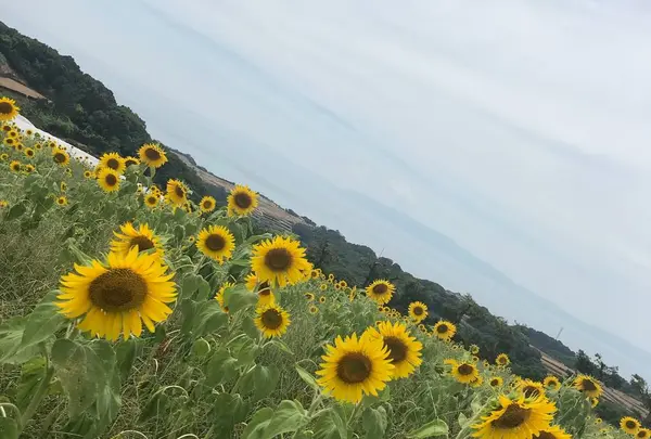 島原レタスクラブ