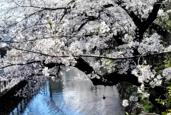 【高崎地域】高崎城址公園