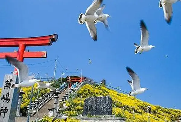 蕪島ウミネコ繁殖地