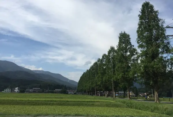 メタセコイア並木の写真・動画_image_631961