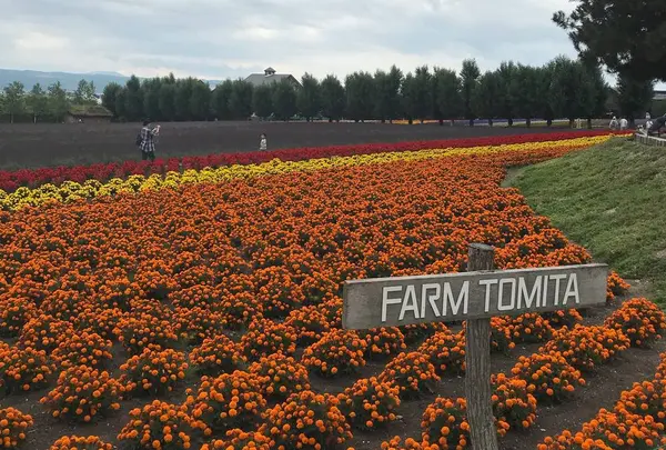 ファーム富田