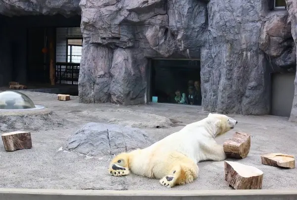 旭川市 旭山動物園の写真・動画_image_633653