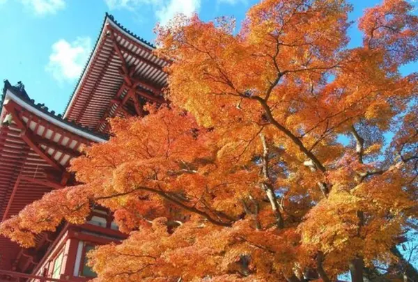 成田山新勝寺の写真・動画_image_636436