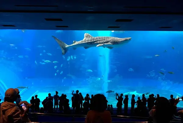沖縄美ら海水族館