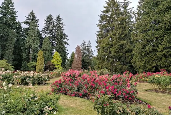 スタンレーパーク・ローズ・ガーデン