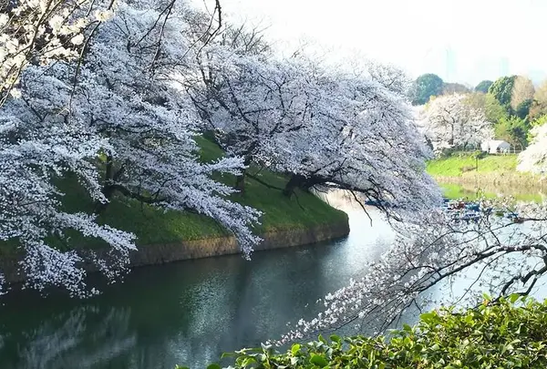 千鳥ヶ淵