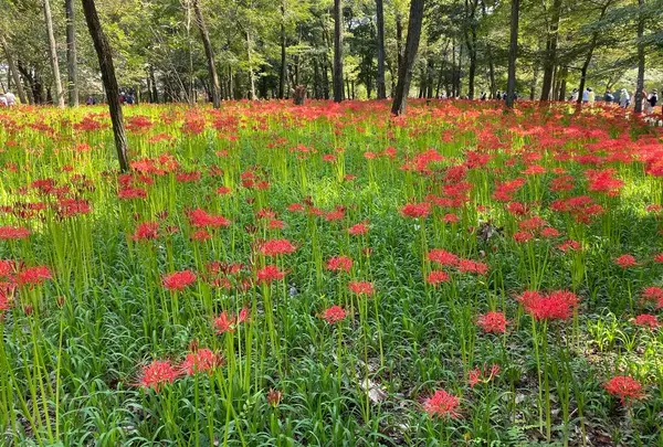 曼珠沙華公園