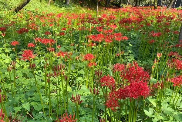 曼珠沙華公園