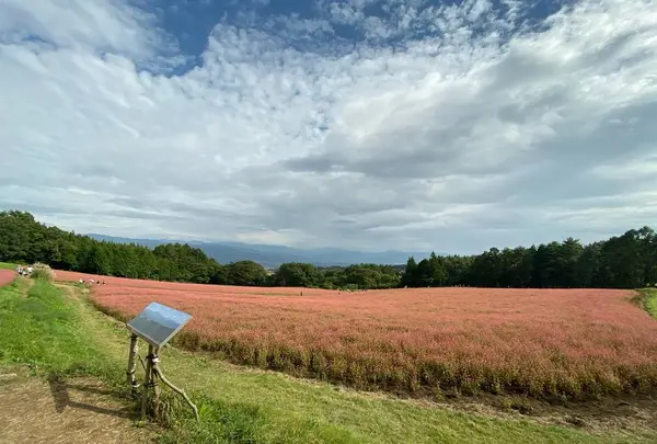 赤そばの里