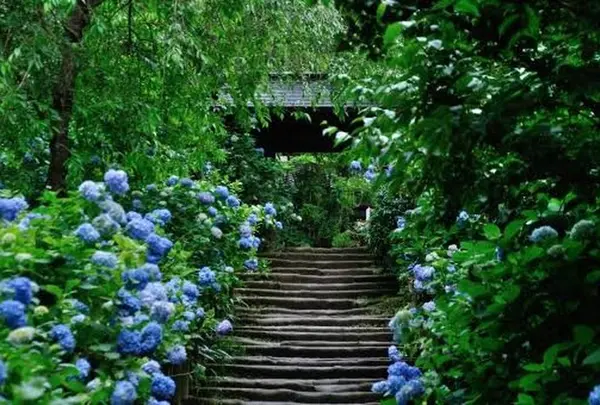 鎌倉 紫陽花巡り